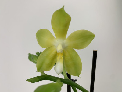 Phal. Yungho Canary x Tsay's Evergreen