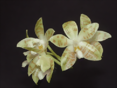 Phalaenopsis zebrina