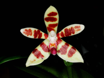 Phalaenopsis maculata