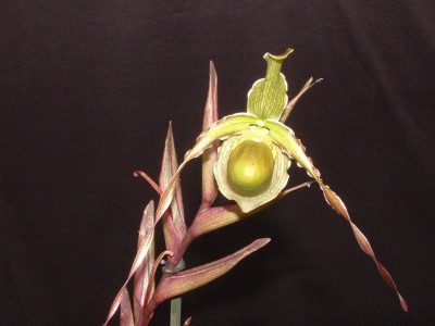 Phragmipedium longifolium 'chapadaense'