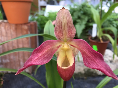 Phragmipedium Longueville