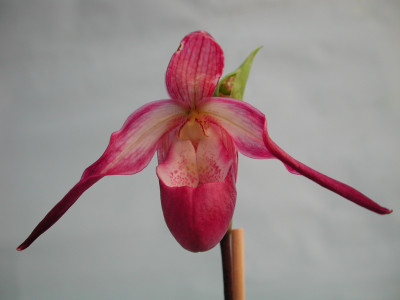 Phragmipedium sedenii Hybride