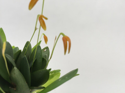 Pleurothallis rubella