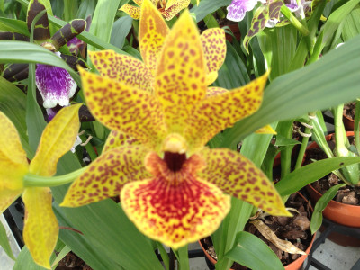 Propetalum Golden Bay (1 Rispe)