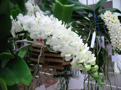Rhynchostylis gigantea 'alba' (1-2 Rispenansätze)