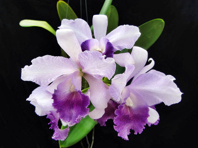 Rlc. Jairak Breeze