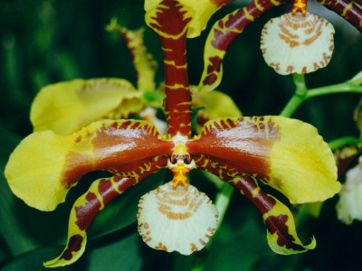 Rossioglossum Rawdon Jester 'Münchner Kindl'