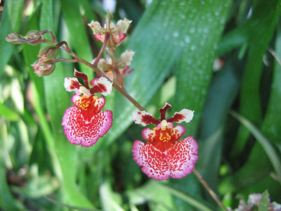 Tolumnia Jairak Rainbow 'red splash'