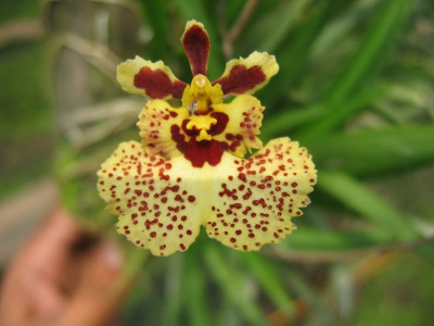 Tolumnia Jairak Rainbow 'yellow'