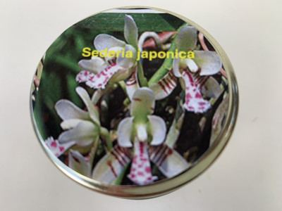 Sedirea japonica (im sterilen Glas)