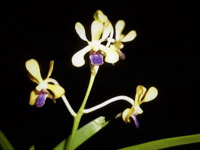 Vanda parviflora