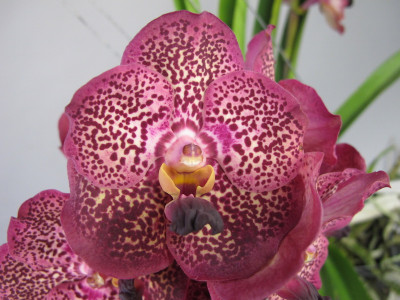 Vanda Blackberry