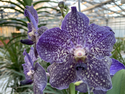 Vanda Blue Spotty (in Blüte/Knospe)