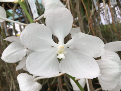 Vanda coerulea 'alba'