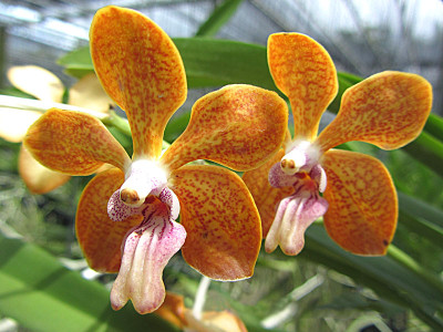 Vanda denisoniana x Vanda bensonii