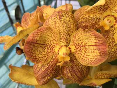 Vanda Moonwalker