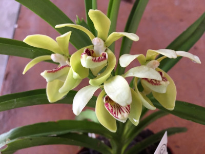 Vanda pumila