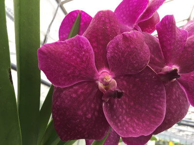 Vanda Pure Purple