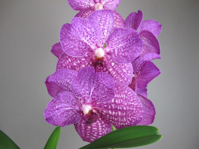 Vanda rothschildiana 'Pink'