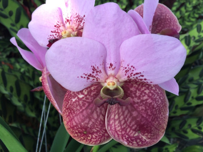 Vanda sanderiana