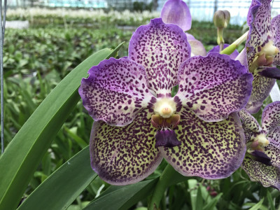 Vanda Susanda Moonlight Blue (1 Blütenrispe)