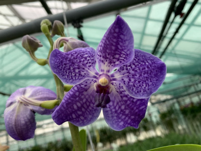 Vanda True Blue (in Blüte/Knospe)