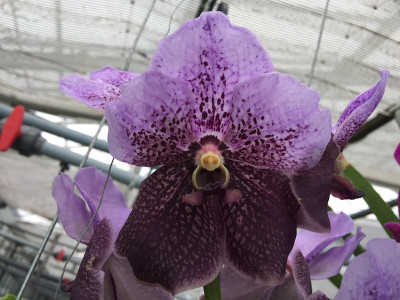 Vanda Two Tone Lavendel