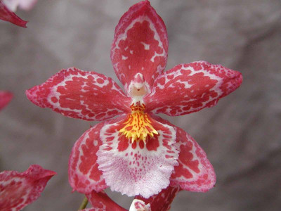 Vuylstekeara Yokara Perfection x Oncidium leucochilum