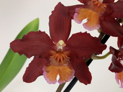 Wilsonara Red Ruby (1 Rispe)