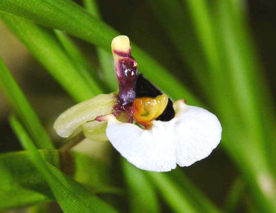 Sigmatostalix radicans