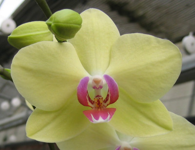 Phalaenopsis Jamaica (2 Rispen)