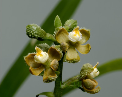 Encyclia maculosa