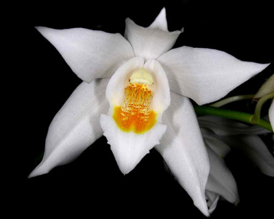 Coelogyne mooreana