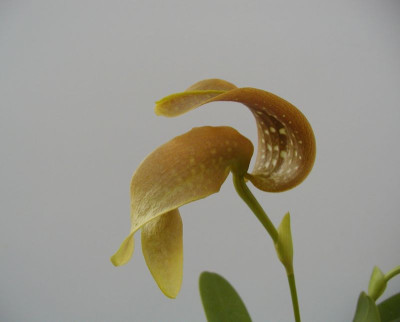 Bulbophyllum grandiflorum