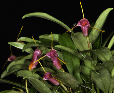 Masdevallia mystica