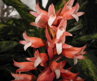 Stenorrhynchos speciosum