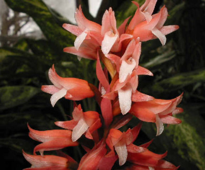 Stenorrhynchos speciosum