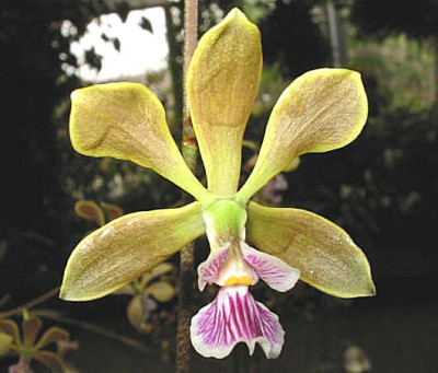 Encyclia megalantha