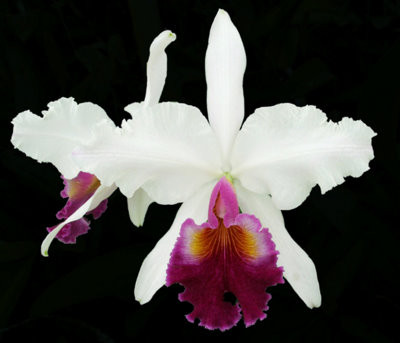 Cattleya Fabia