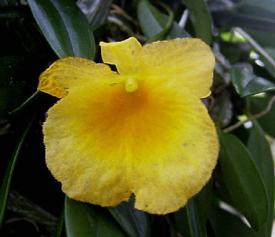 Dendrobium aggregatum