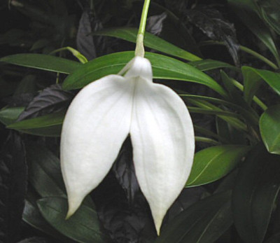 Masdevallia coccinea 'alba'