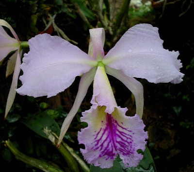 Cattleya labiata (Jgpfl.)