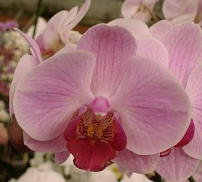 Phalaenopsis Shetland (2 Rispen)