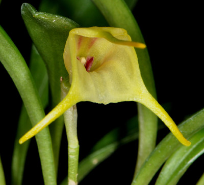Masdevallia chasei