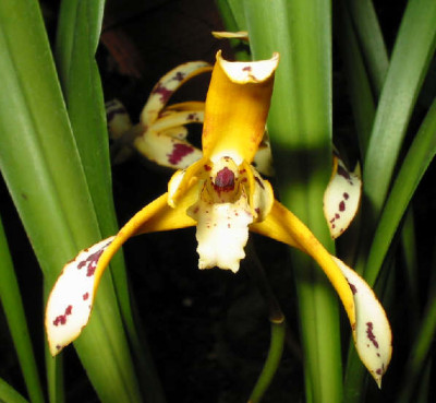 Maxillaria picta (in Blüte/Knospe)