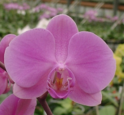 Phalaenopsis Mauritius