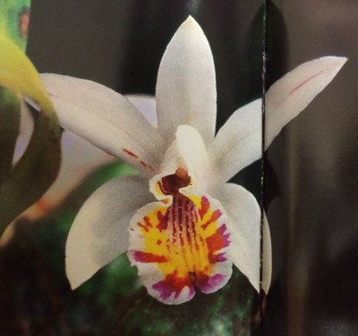 Pleione maculata