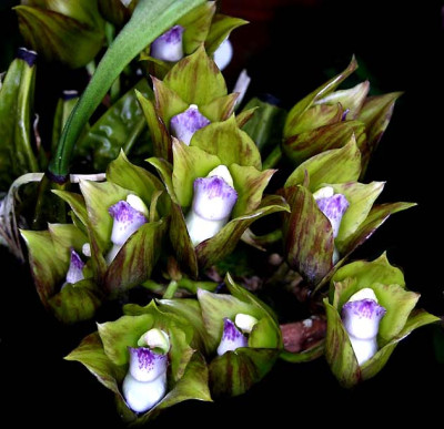 Bifrenaria tetragona