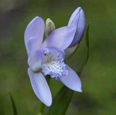 Bletilla striata 'Blue Dragon' (in Knospe/Blüte)