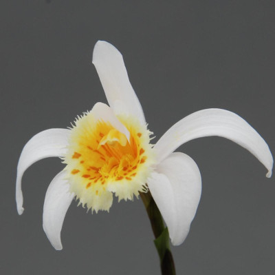 Pleione grandiflora 'yellow lip'